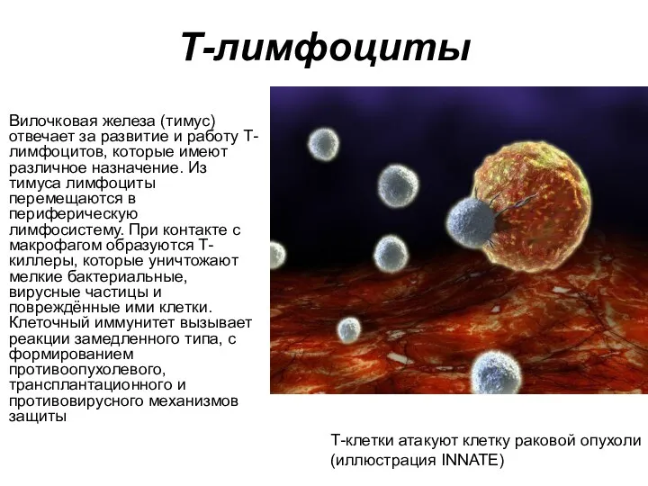 Т-лимфоциты Вилочковая железа (тимус) отвечает за развитие и работу Т-лимфоцитов,