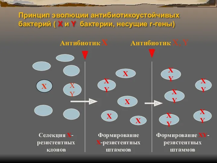 Принцип эволюции антибиотикоустойчивых бактерий ( X и Y бактерии, несущие r-гены) X XY