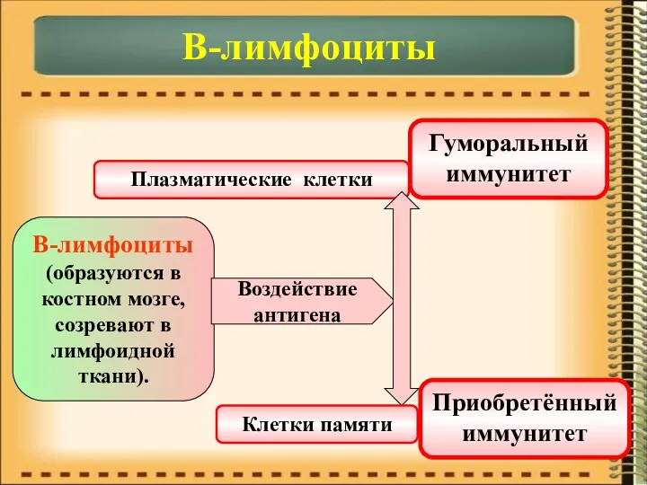 В-лимфоциты В-лимфоциты (образуются в костном мозге, созревают в лимфоидной ткани).