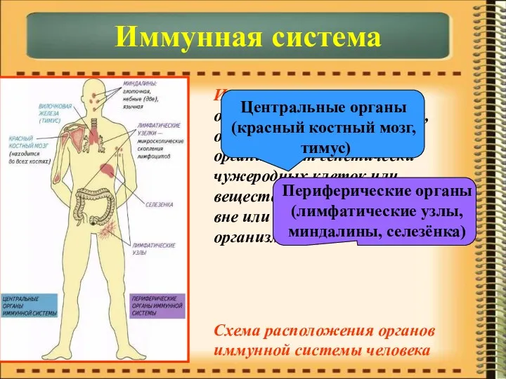 Иммунная система – объединяет органы и ткани, обеспечивающие защиту организма