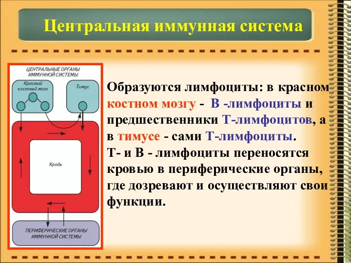 Центральная иммунная система Образуются лимфоциты: в красном костном мозгу -