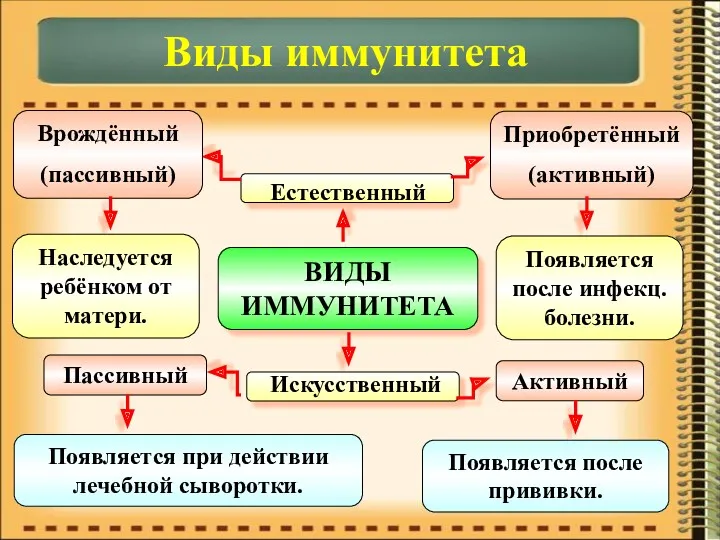 ВИДЫ ИММУНИТЕТА Естественный Искусственный Врождённый (пассивный) Приобретённый (активный) Пассивный Активный