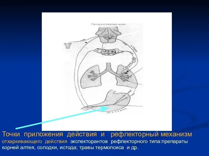 Точки приложения действия и рефлекторный механизм отхаркивающего действия экспекторантов рефлекторного