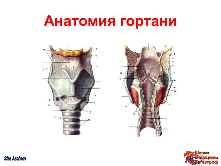 Анатомия гортани Stas Aschaev