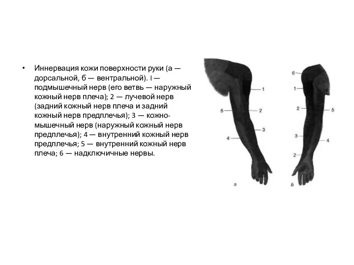 Иннервация кожи поверхности руки (а — дорсальной, б — вентральной).