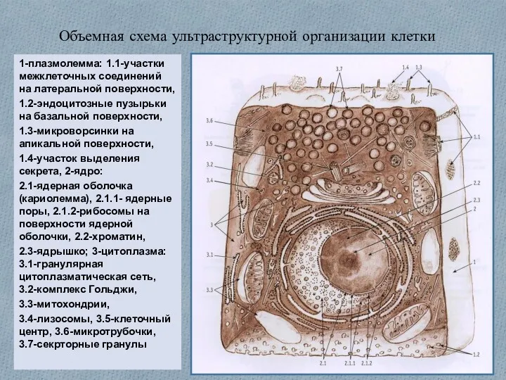 Объемная схема ультраструктурной организации клетки 1-плазмолемма: 1.1-участки межклеточных соединений на