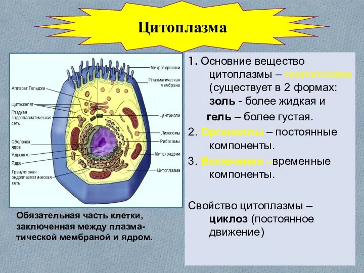 1. Основние вещество цитоплазмы – гиалоплазма (существует в 2 формах: