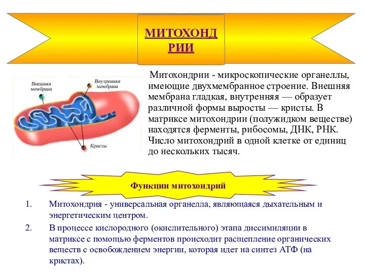 Митохондрии - микроскопические органеллы, имеющие двухмембранное строение. Внешняя мембрана гладкая,