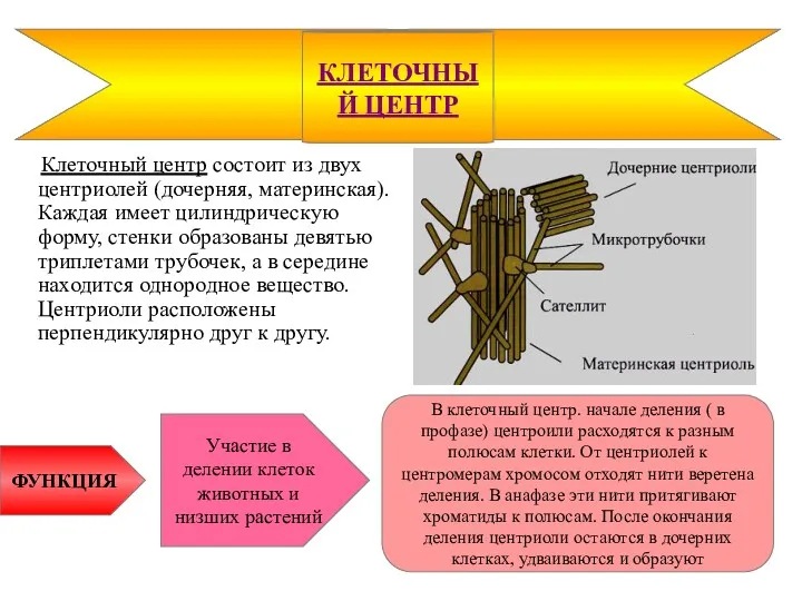 Клеточный центр состоит из двух центриолей (дочерняя, материнская). Каждая имеет