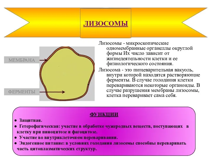 Лизосомы - микроскопические одномембранные органеллы округлой формы Их число зависит