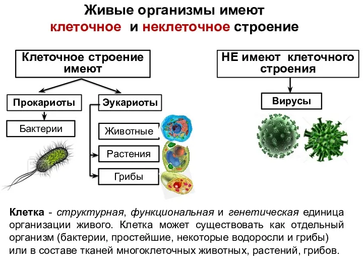 Живые организмы имеют клеточное и неклеточное строение Прокариоты Эукариоты Бактерии