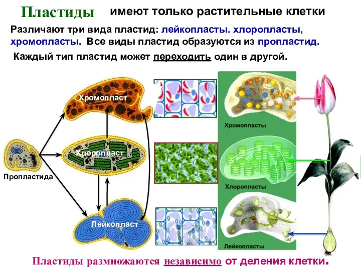 имеют только растительные клетки Пропластида Различают три вида пластид: лейкопласты. хлоропласты, хромопласты. Все