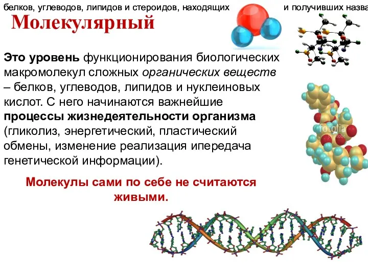 Это уровень функционирования биологических макромолекул сложных органических веществ – белков,