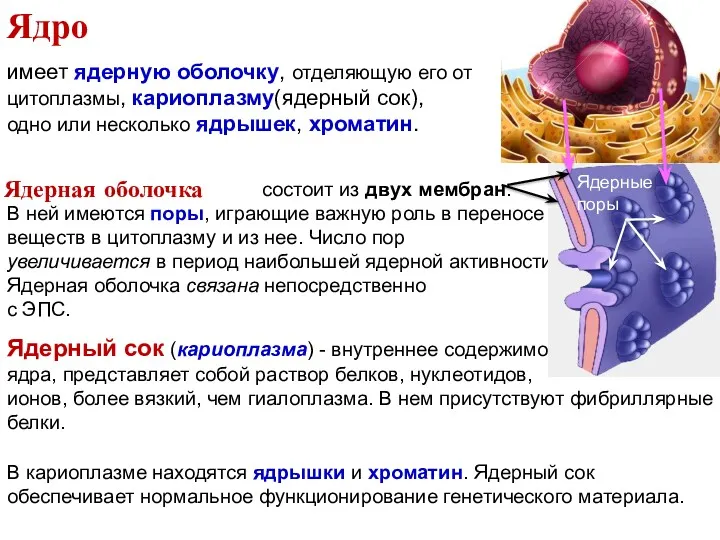 имеет ядерную оболочку, отделяющую его от цитоплазмы, кариоплазму(ядерный сок), одно