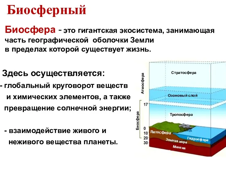 Биосфера - это гигантская экосистема, занимающая часть географической оболочки Земли