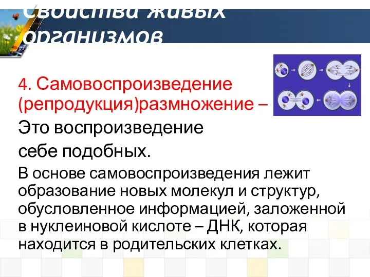 4. Самовоспроизведение (репродукция)размножение – Это воспроизведение себе подобных. В основе