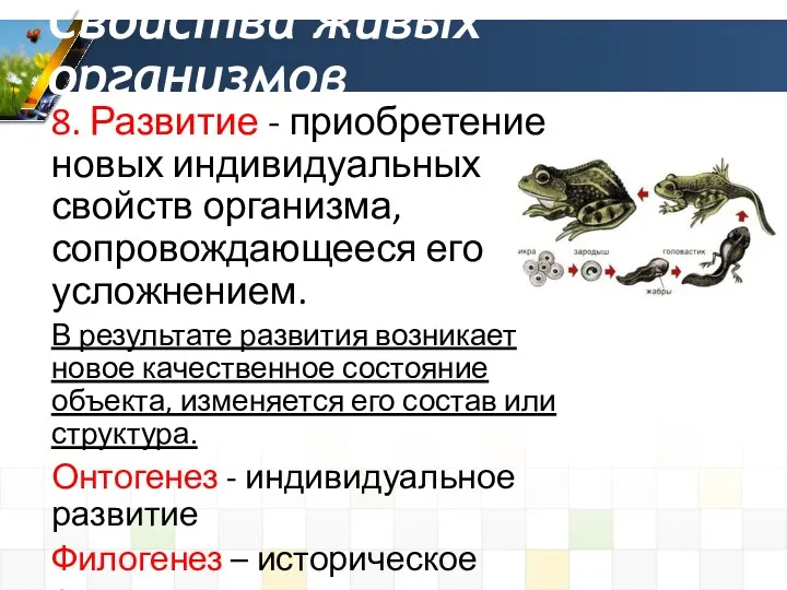 8. Развитие - приобретение новых индивидуальных свойств организма, сопровождающееся его