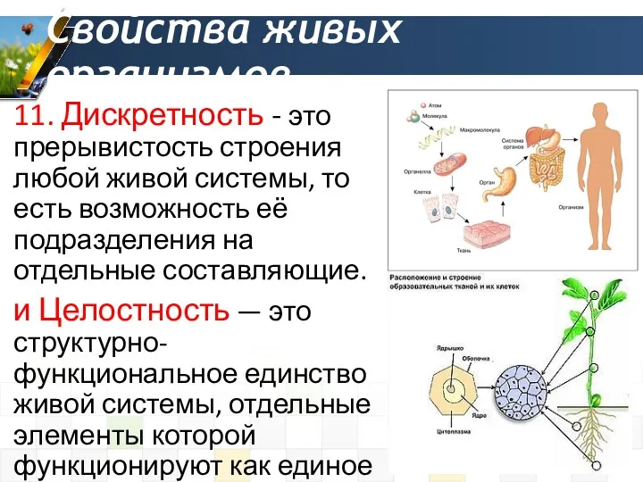 Свойства живых организмов 11. Дискретность - это прерывистость строения любой