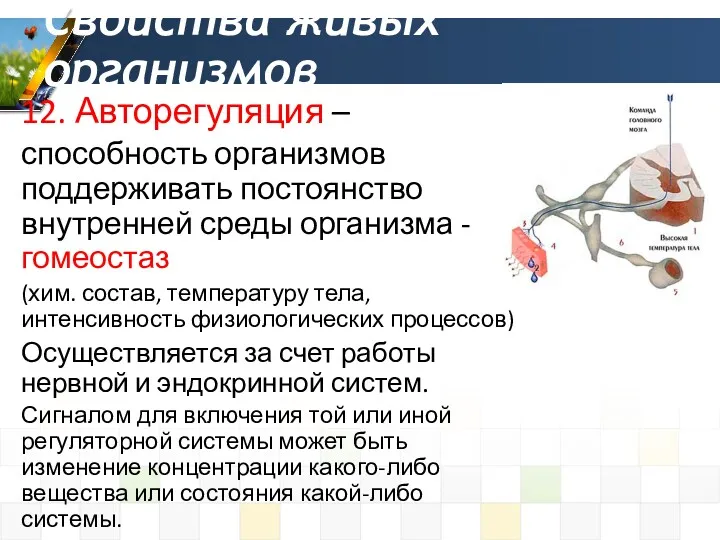 12. Авторегуляция – способность организмов поддерживать постоянство внутренней среды организма