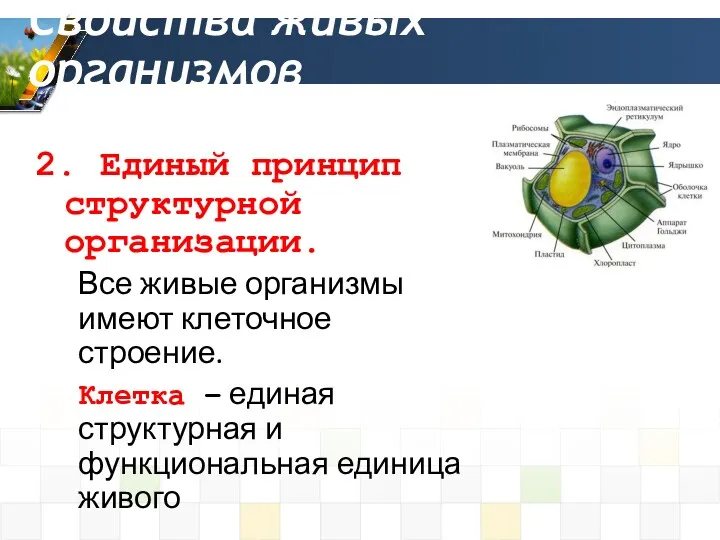 2. Единый принцип структурной организации. Все живые организмы имеют клеточное