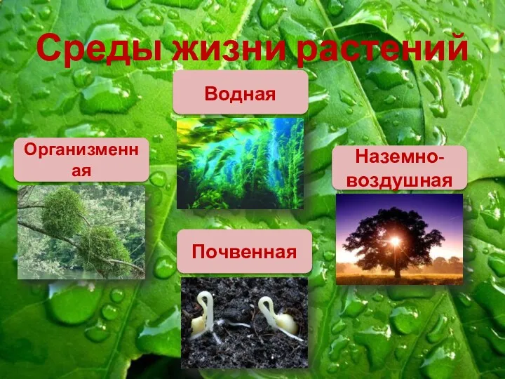 Среды жизни растений