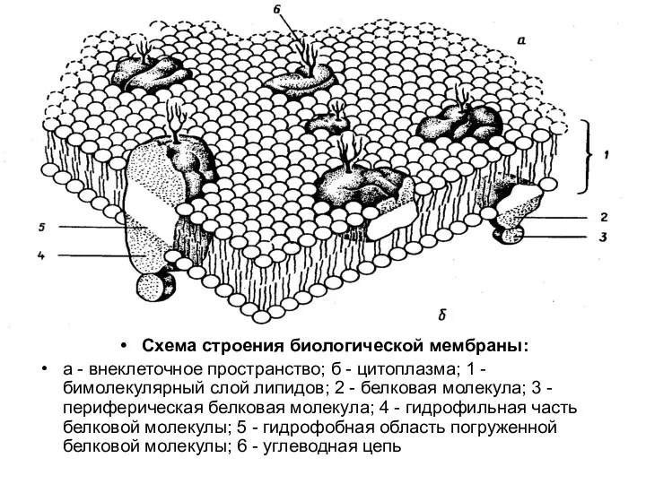 Схема строения биологической мембраны: а - внеклеточное пространство; б - цитоплазма; 1 -