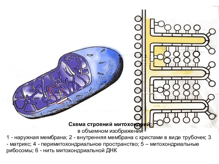 Схема строений митохондрий: в объемном изображении 1 - наружная мембрана; 2 - внутренняя