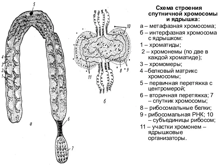 Схема строения спутничной хромосомы и ядрышка: а – метафазная хромосома; б – интерфазная