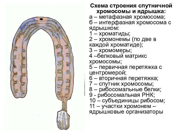 Схема строения спутничной хромосомы и ядрышка: а – метафазная хромосома;