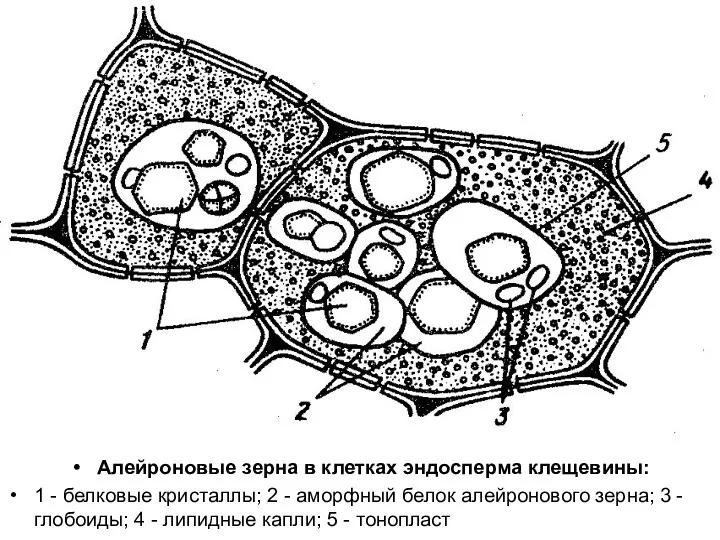 Алейроновые зерна в клетках эндосперма клещевины: 1 - белковые кристаллы; 2 - аморфный