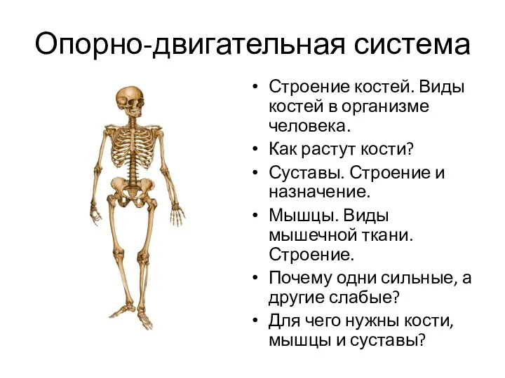 Опорно-двигательная система Строение костей. Виды костей в организме человека. Как растут кости? Суставы.