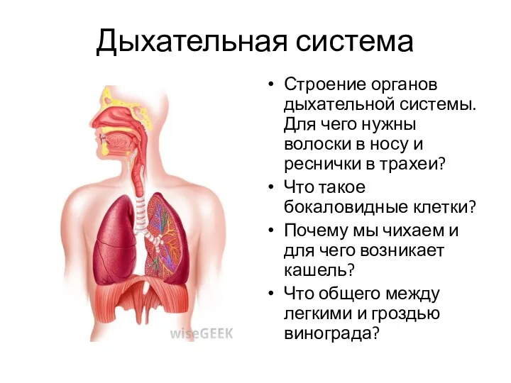 Дыхательная система Строение органов дыхательной системы. Для чего нужны волоски в носу и