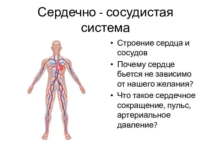 Сердечно - сосудистая система Строение сердца и сосудов Почему сердце бьется не зависимо