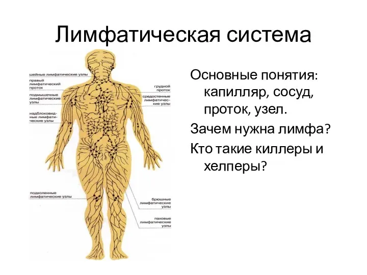 Лимфатическая система Основные понятия: капилляр, сосуд, проток, узел. Зачем нужна лимфа? Кто такие киллеры и хелперы?