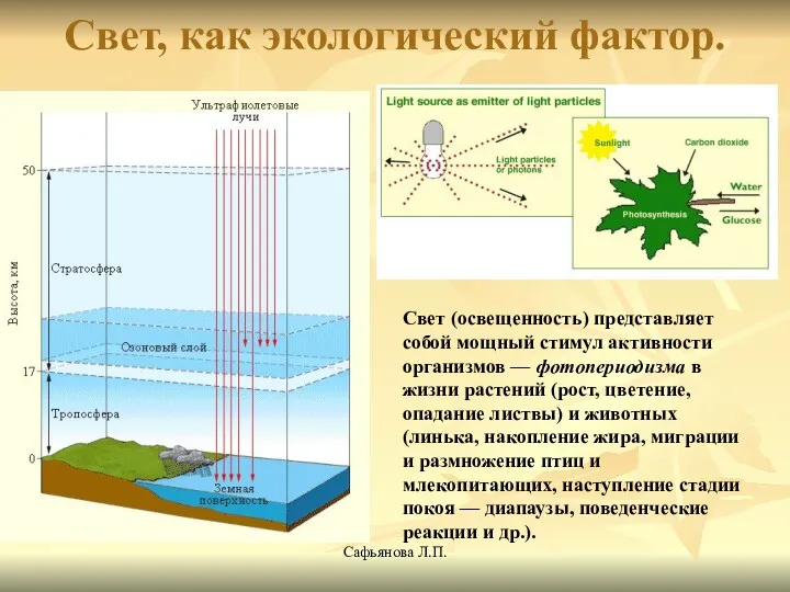 Сафьянова Л.П. Свет, как экологический фактор. Свет (освещенность) представляет собой мощный стимул активности