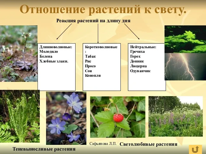 Сафьянова Л.П. Отношение растений к свету. Реакция растений на длину дня Теневыносливые растения Светолюбивые растения