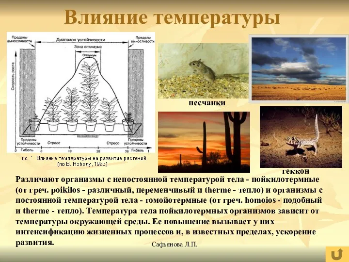 Сафьянова Л.П. Влияние температуры Различают организмы с непостоянной температурой тела