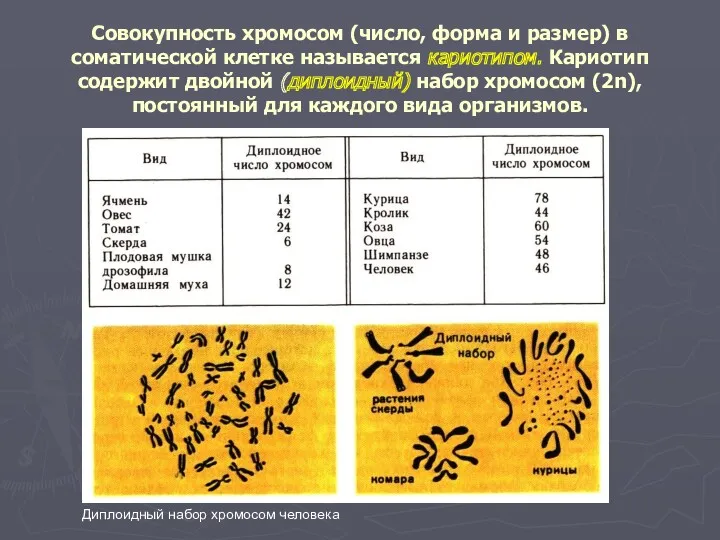 Совокупность хромосом (число, форма и размер) в соматической клетке называется