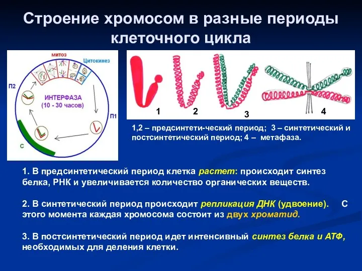 Строение хромосом в разные периоды клеточного цикла 1 2 3