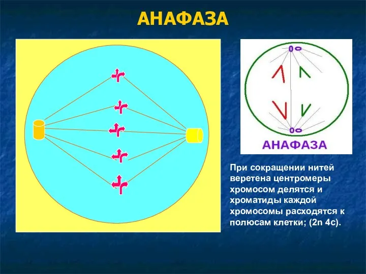 АНАФАЗА При сокращении нитей веретена центромеры хромосом делятся и хроматиды