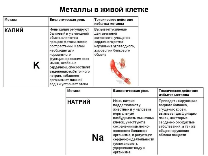 Металлы в живой клетке