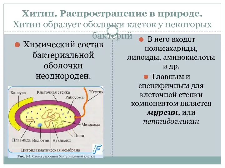 Хитин. Распространение в природе. Хитин образует оболочки клеток у некоторых