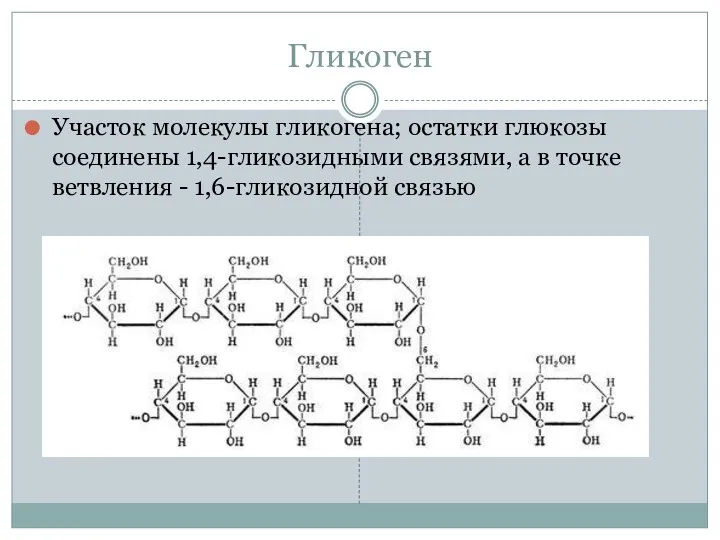 Гликоген Участок молекулы гликогена; остатки глюкозы соединены 1,4-гликозидными связями, а в точке ветвления - 1,6-гликозидной связью