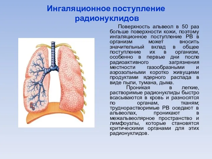 Ингаляционное поступление радионуклидов Поверхность альвеол в 50 раз больше поверхности