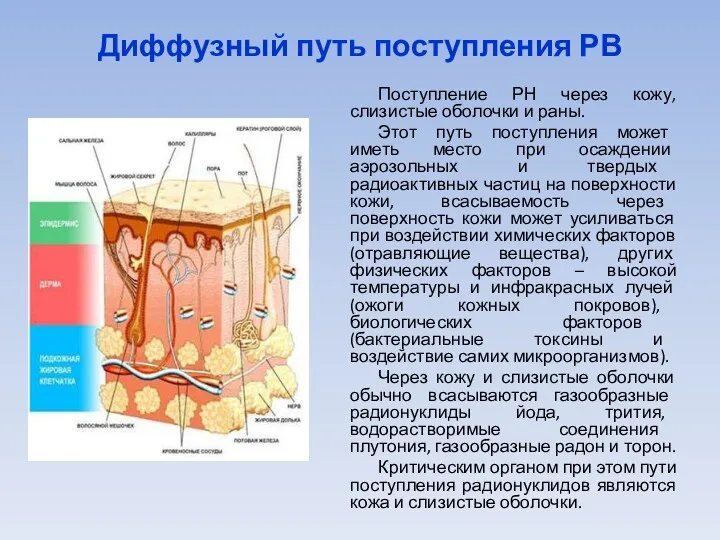 Диффузный путь поступления РВ Поступление РН через кожу, слизистые оболочки