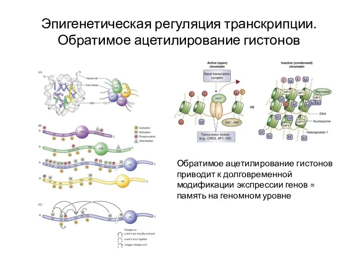 Эпигенетическая регуляция транскрипции. Обратимое ацетилирование гистонов Обратимое ацетилирование гистонов приводит