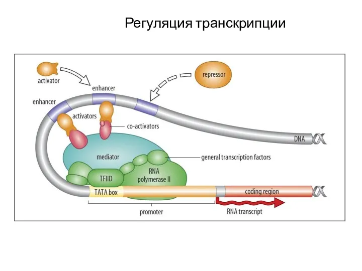 Регуляция транскрипции