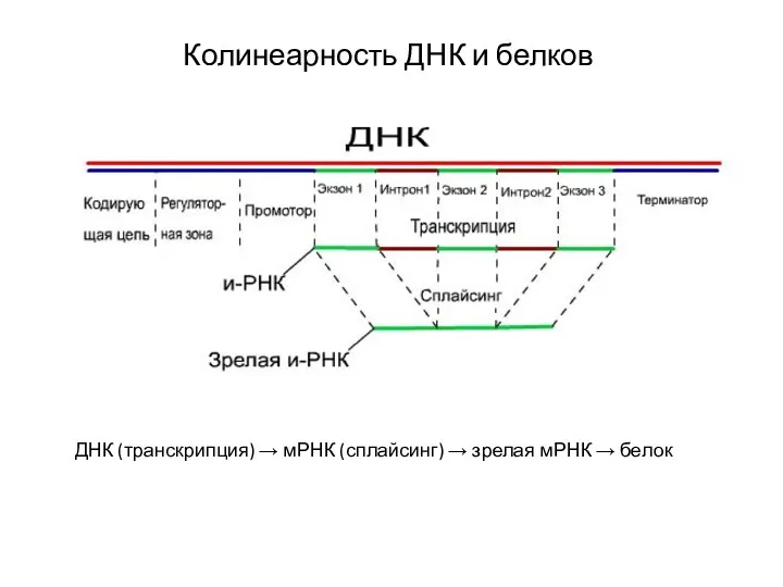 Колинеарность ДНК и белков ДНК (транскрипция) → мРНК (сплайсинг) → зрелая мРНК → белок