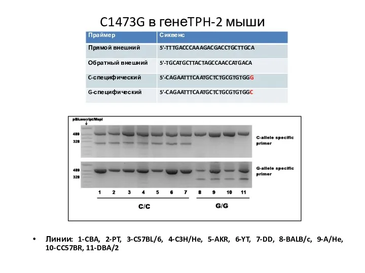 C1473G в генеTPH-2 мыши Линии: 1-CBA, 2-PT, 3-C57BL/6, 4-C3H/He, 5-AKR, 6-YT, 7-DD, 8-BALB/c, 9-A/He, 10-CC57BR, 11-DBA/2