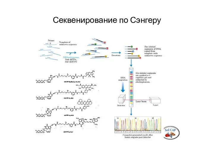 Секвенирование по Сэнгеру